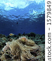 pink anemonefish, aquatic, in the water 1579849