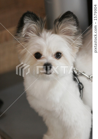 mixed breed dog, toy dog, small-breed dog 1579904