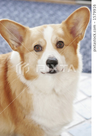 柯基 威爾士矮腳狗 陸上動物 1579916