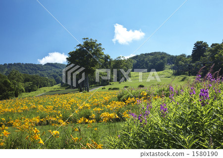 群馬玉原薰衣草公園 群馬玉原薰衣草公園 1580190