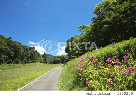 Gunma Tamahara lavender park Gunma Tamahara lavender park 1580239