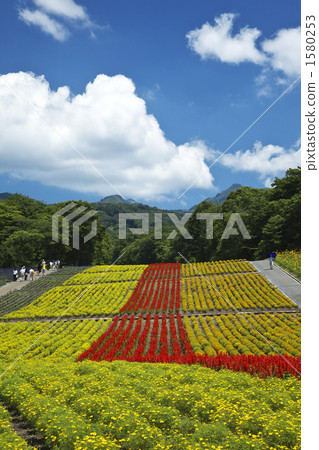 Gunma Tamahara lavender park 1580253