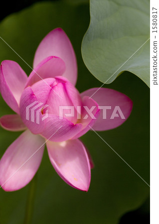 蓮花·品種名稱/大芙蓉(古蓮花) 蓮花·品種名稱/大芙蓉(古蓮花) 1580817
