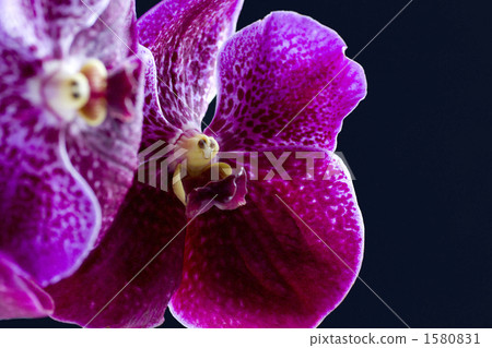  蘭花/品種名稱/ Banda的花 1580831