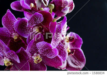  蘭花/品種名稱/ Banda的花 1580834