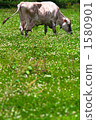 grazing 1580901