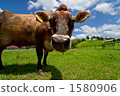 grazing 1580906