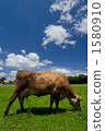 grazing 1580910
