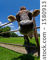 grazing 1580913