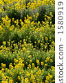 Rape blossoms 1580919