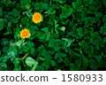 clover, dandelion, outside 1580933