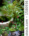bonsai, potted plants, potted plant 1580936