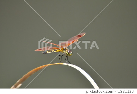 Dragonfly that stops on dry grass Dragonfly that stops on dry grass 1581123