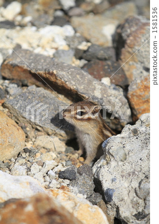 Ezoshimarisu 1581536