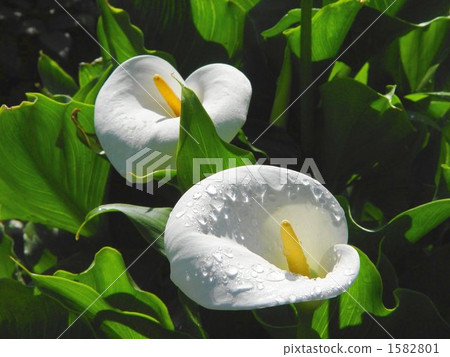 5月0日顏色·芋頭蘭花07 1582801