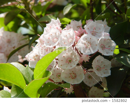 05 Karmia·Azaleae 06 1582802