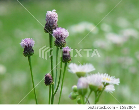 May 0 Fox flea / Chrysanthemum 03 1582804