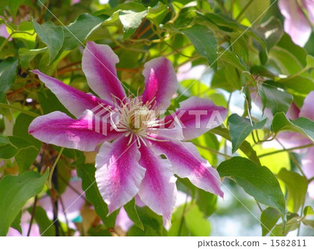 5月0日鐵線蓮·毛茛屬家庭07 1582811