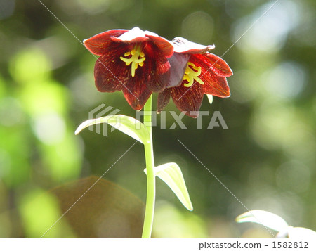 May May Crayuli · Luli 01 1582812