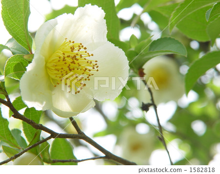May 0 Himeisharas · Camelliae 02 1582818