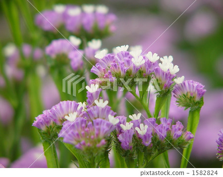 05 Starchus · Isodomaceae 06 1582824