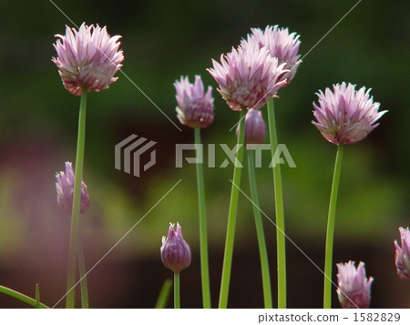 May 0 Chives · Yuri Department 03 1582829