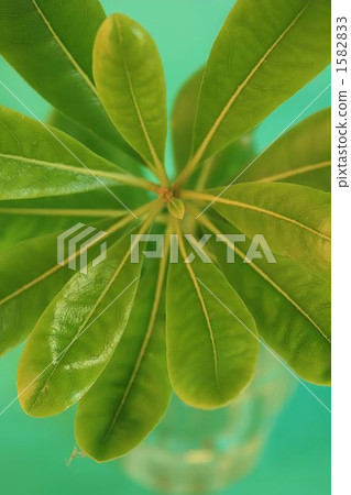 pittosporum tobira, japanese pittosporum, japanese mock-orange 1582833