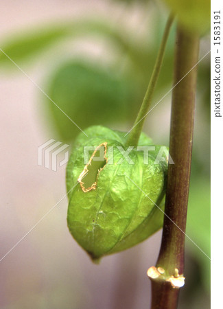 ground cherry, bug-eaten, worm-eaten 1583191