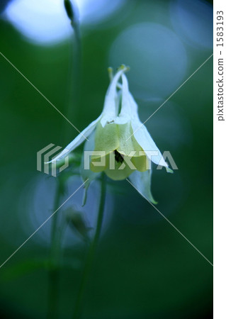 Ringing in the forest 1583193