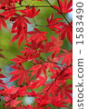 Autumn leaves 1583490