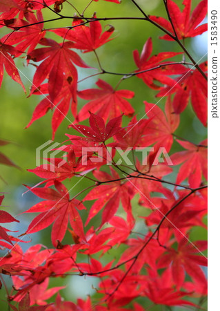 Autumn leaves Autumn leaves 1583490