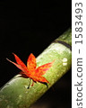 Maples and bamboo 1583493