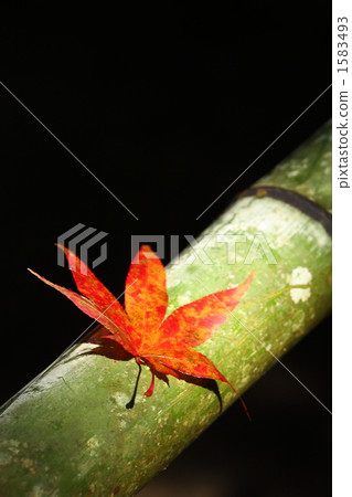 Maples and bamboo Maples and bamboo 1583493