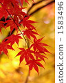 Maple  1583496