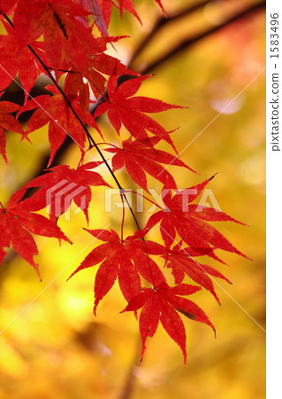 Maple Maple 1583496