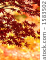 Maple  1583502