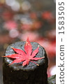 Maple  1583505