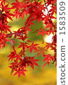 Maple  1583509
