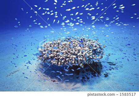 一組debas套房 一組debas套房 1583517