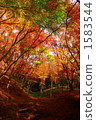 Autumn leaves 1583544