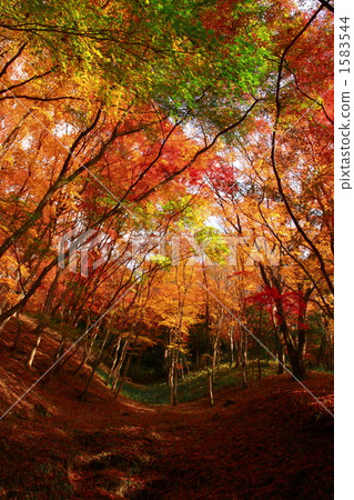 Autumn leaves Autumn leaves 1583544