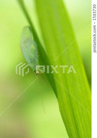 草蛉 草蛉 1583730