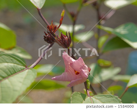 玫瑰茄芙蓉 玫瑰茄芙蓉 1584000