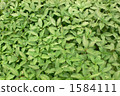 Henna leaves 1584111