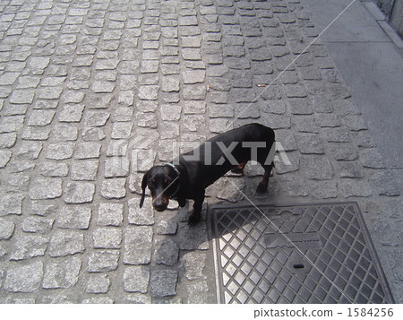 狗在米蘭 1584256