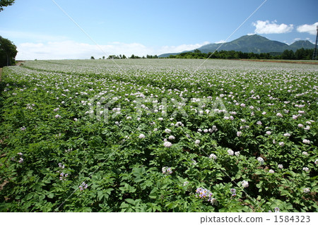 Potato field and Niseko Annupuri 1584323
