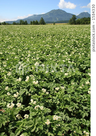 Potato field and Niseko Annupuri 1584330