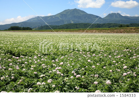 Potato field and Niseko Annupuri 1584333