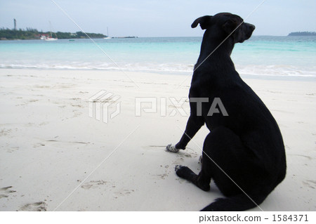 在新喀裡多尼亞沙灘的一條沮喪 1584371