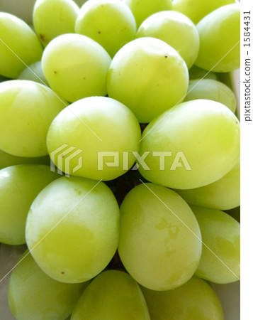 馬斯喀特葡萄 馬斯喀特 葡萄 1584431